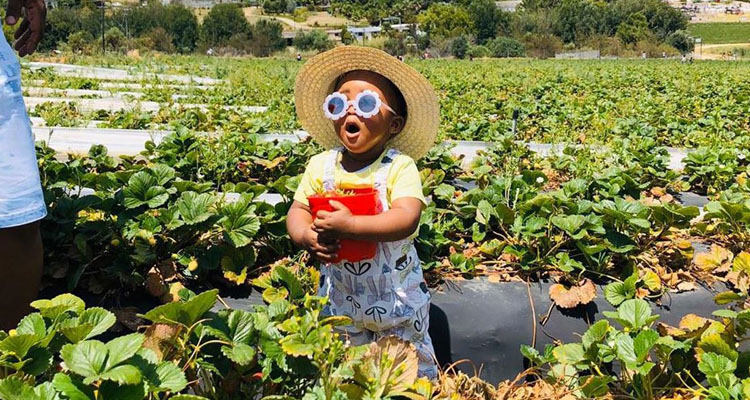 Go Strawberry-picking At These Farms In The Cape photo