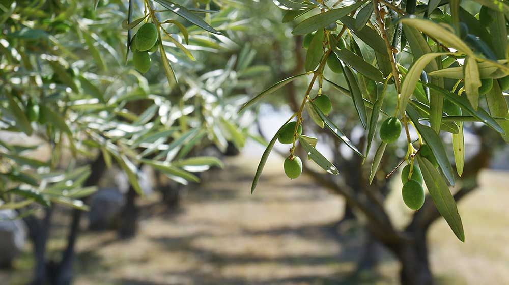 The Greenleaf Olive Co: The Home Of Quality Olive Oil photo
