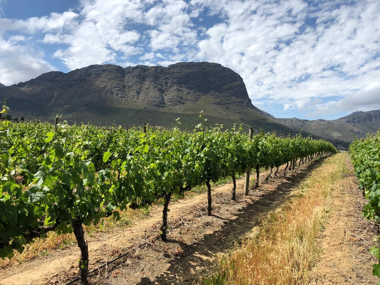 Early Signs Of Excellent Vintage 2021 On Chamonix Estate In Franschhoek photo