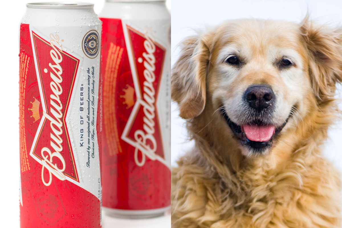 Budweiser Will Put Your Dog On A Can Of Their Holiday Brew photo