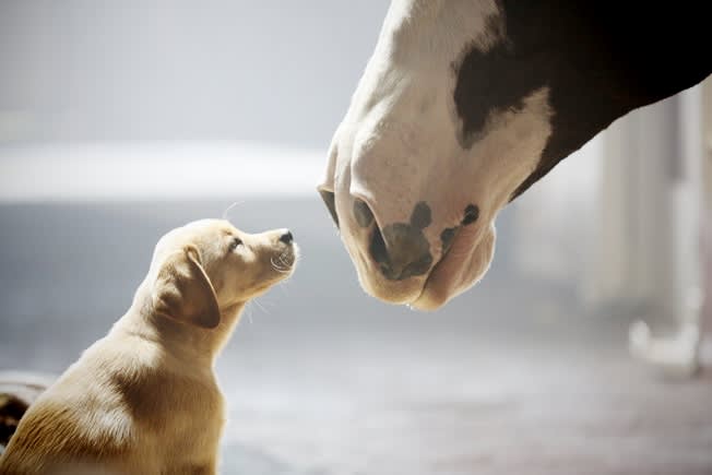 Budweiser Will Sit Out Super Bowl, Funneling Marketing Dollars To Boost Vaccine Awareness photo