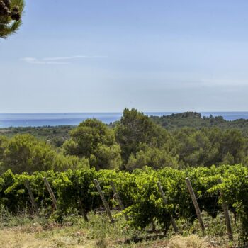 A Taste Of The Pays D’oc: 8 Organic Wines To Try photo