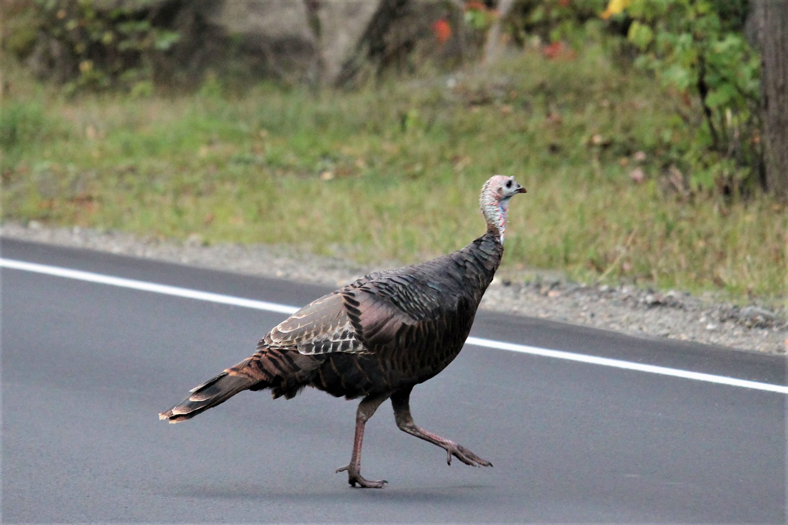 Wild Turkey’s Playing Chicken With The Traffic In Mississauga – Wheels.ca photo