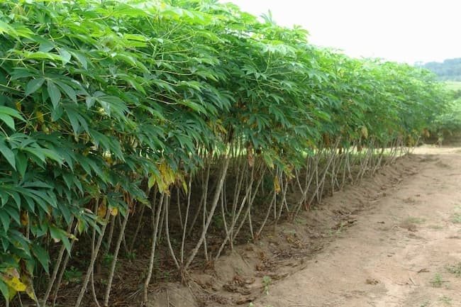 How To Plant, Grow, And Harvest Cassava photo