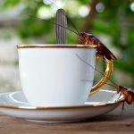 Coffee Drinkers Are Also Drinking Cockroaches, Doctor Says photo