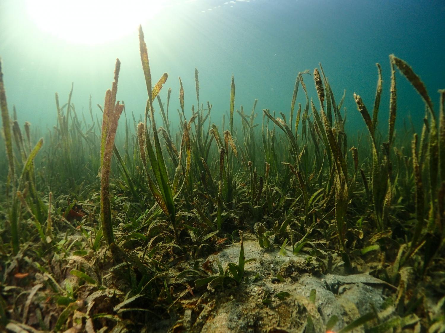 Carlsberg, Wwf Tackle The Other Deforestation Crisis: Seagrass Loss photo
