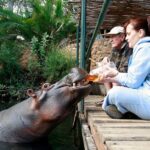 Meet The World Famous Celebrity Hippo Who Loves Rooibos Tea photo