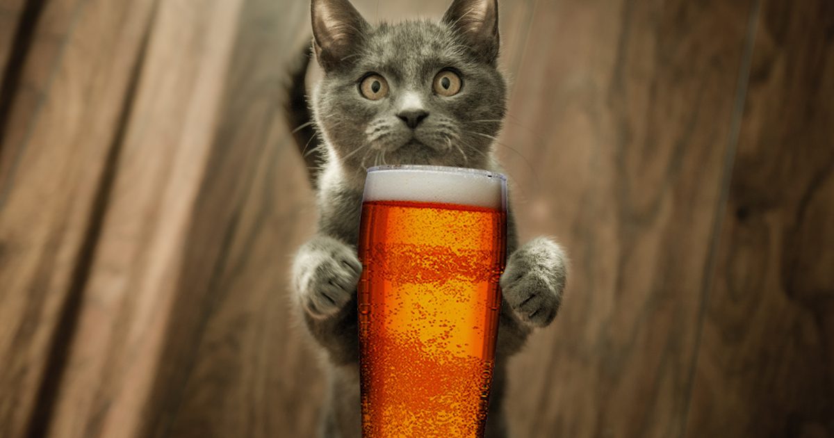 Pairing Two Of The Best Things The World Has To Offer: Photos Of Cats And Craft Beer photo