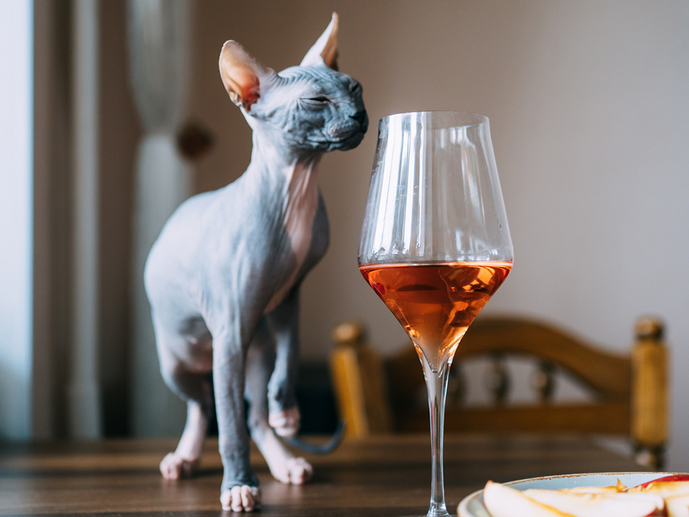The Ultimate Collection Of Wines For Humans Who Love Cats photo