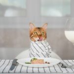 Fancy Feast Is Hosting A Pop-up Restaurant For Humans, With A Menu Inspired By Cat Food photo