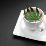 9 Best CBD and THC-Infused Drinks to Try photo
