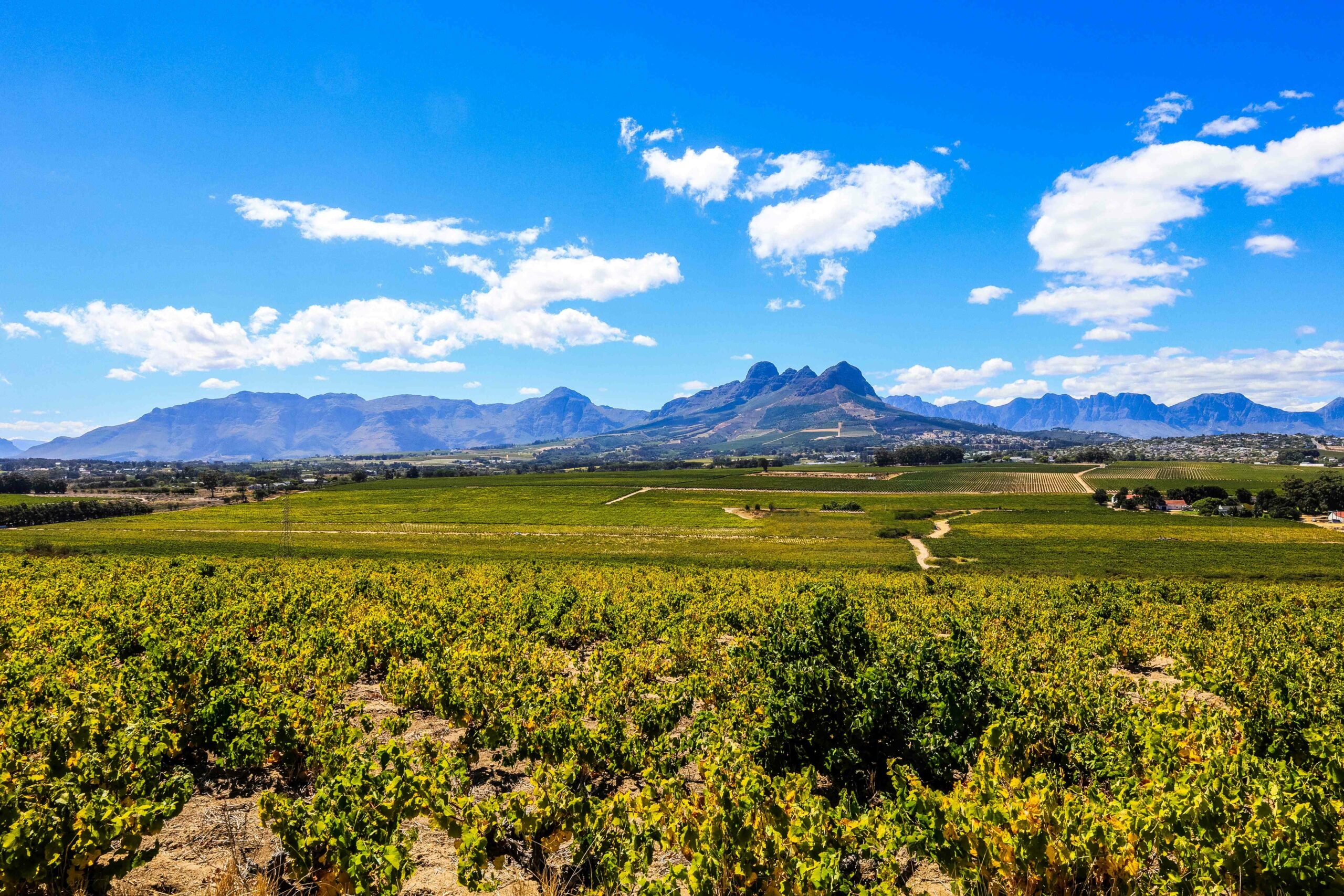 Crucial Timing and Human Courage Features Memorable Kleine Zalze Harvest 2023 photo