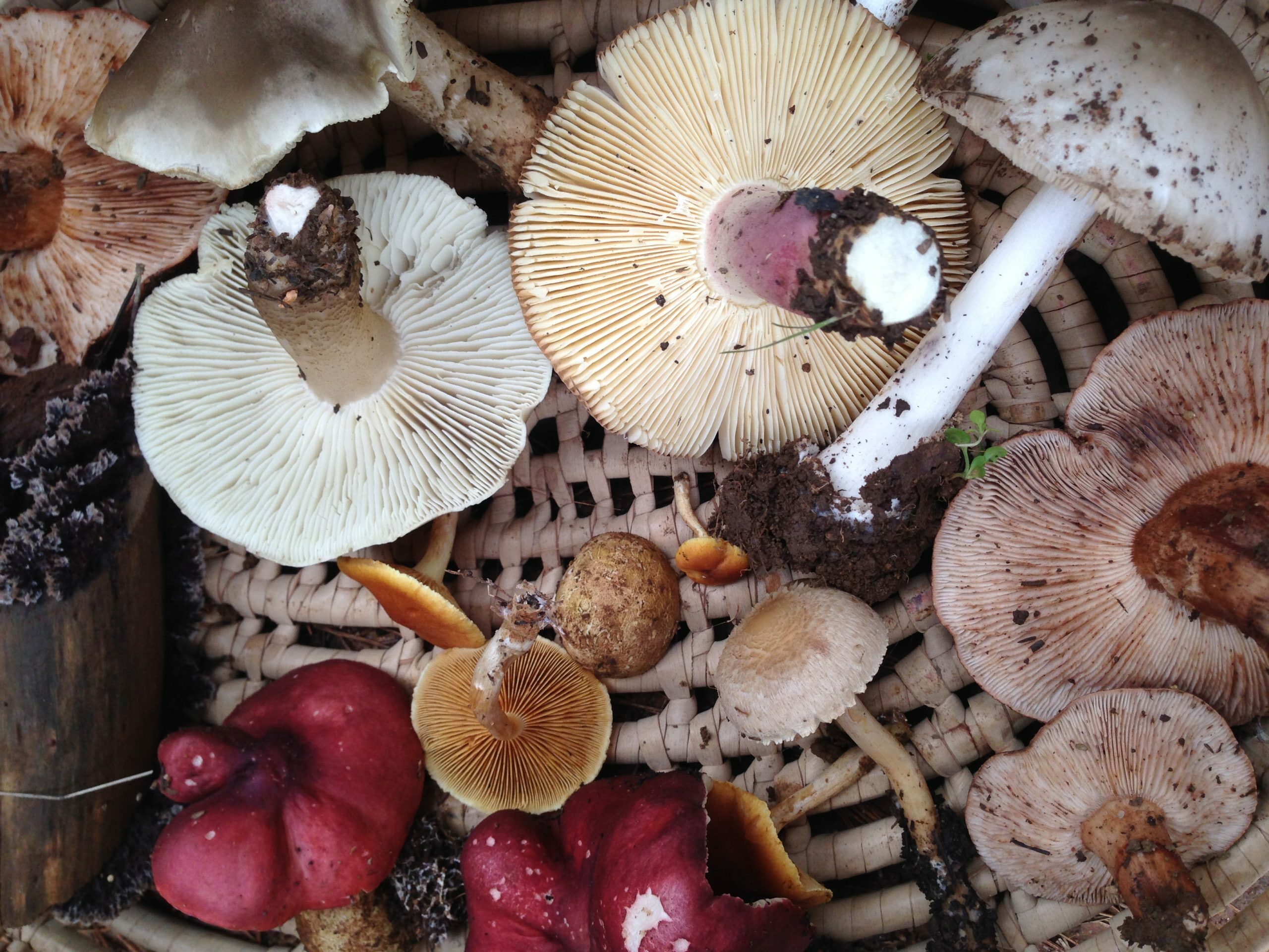 Magic Mushroom Days On Delheim Wine Estate photo